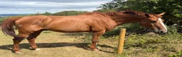 Irish Sports horses for sale: Best of homes are saught ! Companion Gelding  - Advert 3
