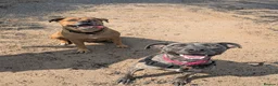 Mixed Breed dogs for sale: Nova. - Advert 7