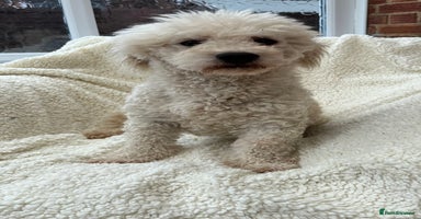 Bichon Frise dogs - Advert 11
