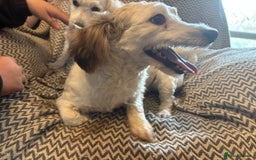 Mixed Breed dogs for sale: Beautiful sisters needing new homes  - Image 2