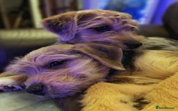 Border Terrier dogs for sale: Stunning Border Teddies - Image 10