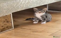 Bengal cats for sale: Half bengal kittens  - Image 1