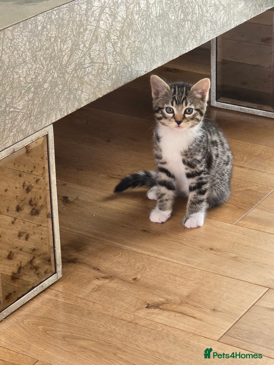 Bengal cats for sale: Half bengal kittens  - Image 1
