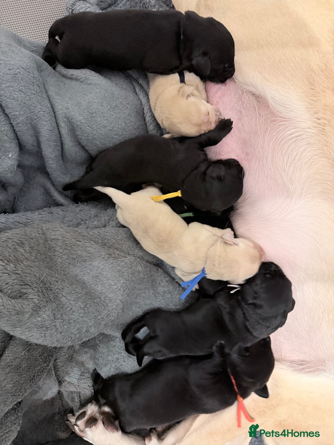 Labrador Retriever dogs for sale: 10 stunning KC reg black and yellow - Advert 2