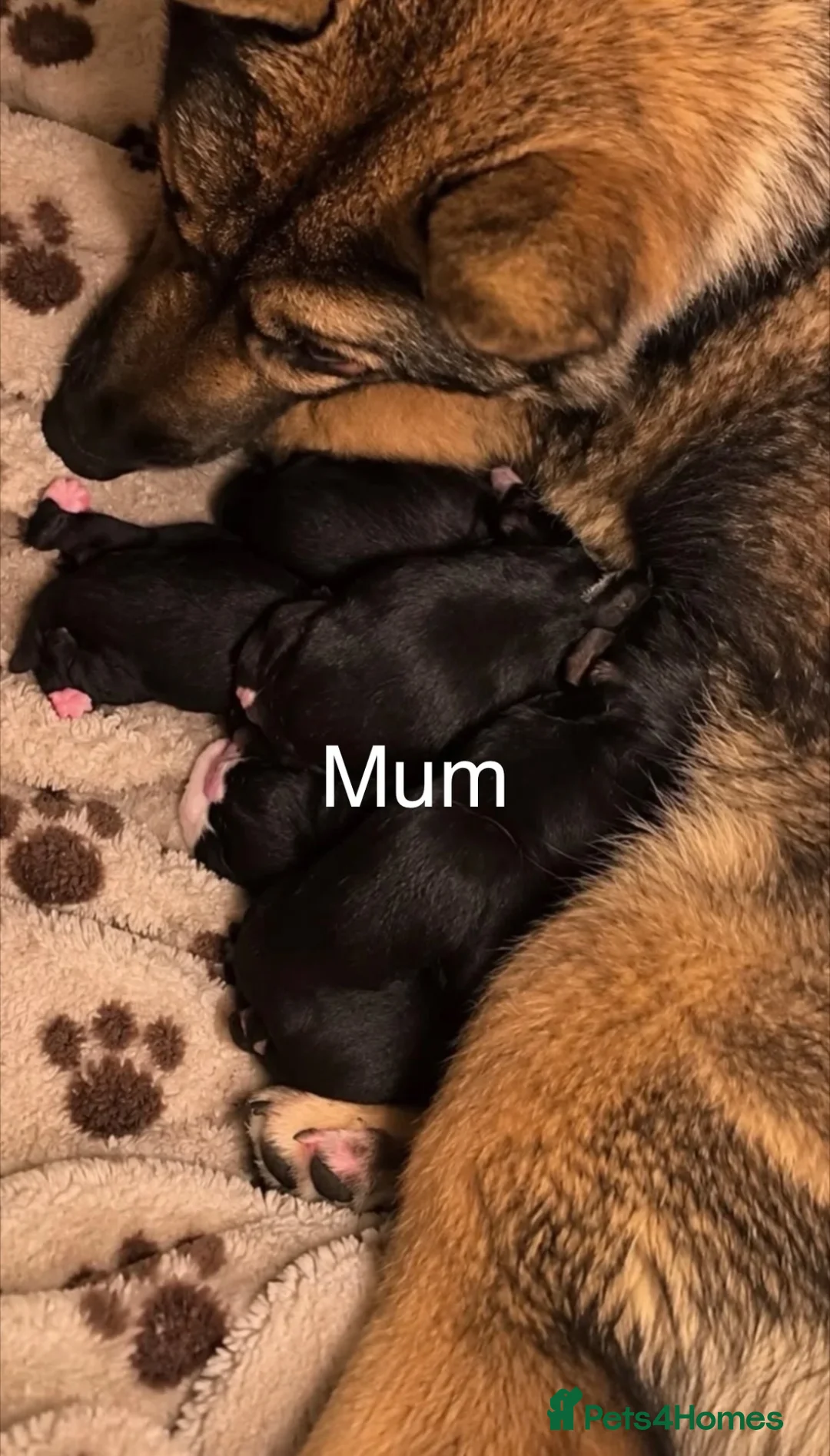 Akita dogs for sale: American Akita puppies - Advert 12