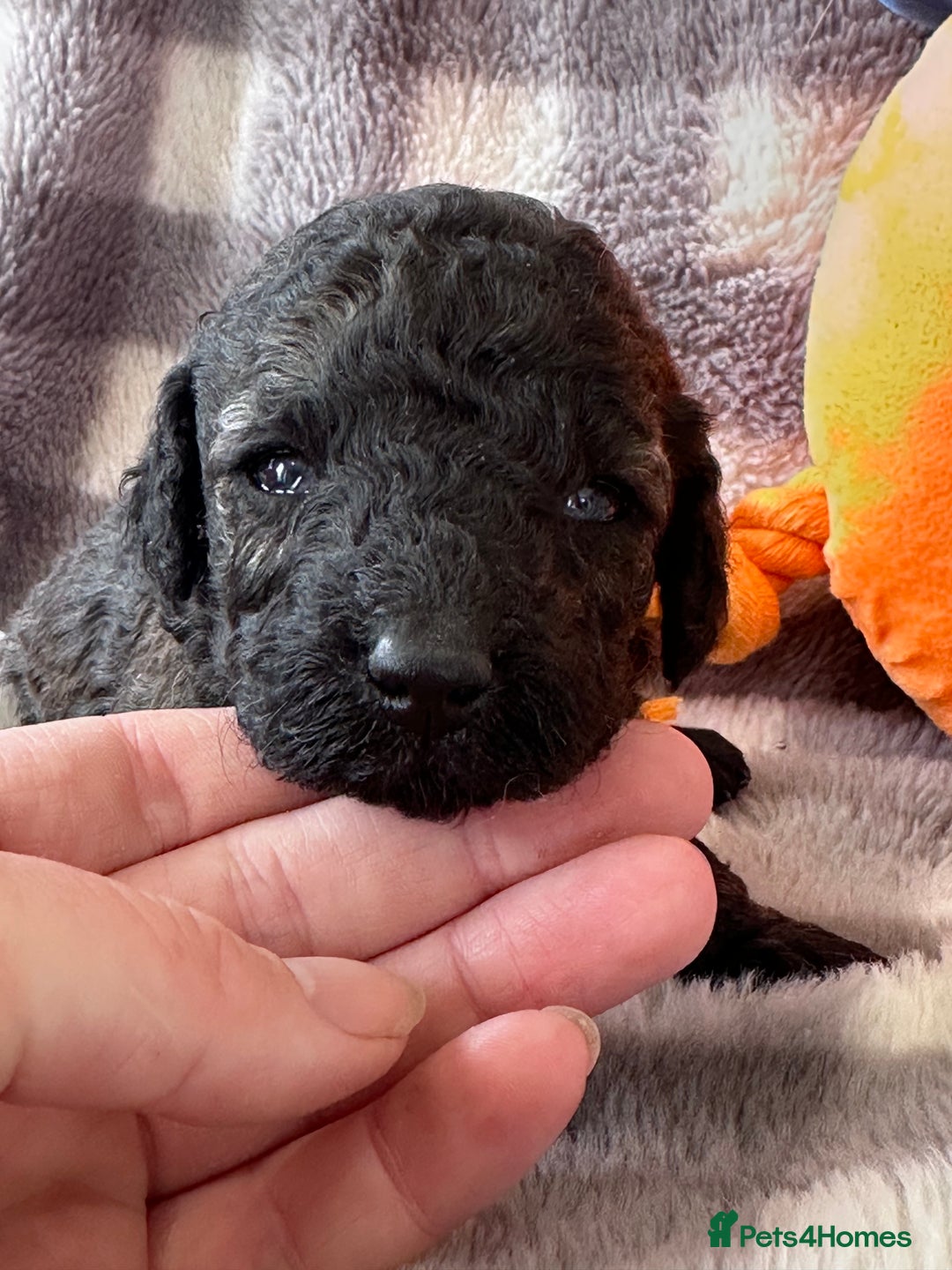 Miniature Poodle dogs for sale: Outstanding litter of mini poodles - Image 6