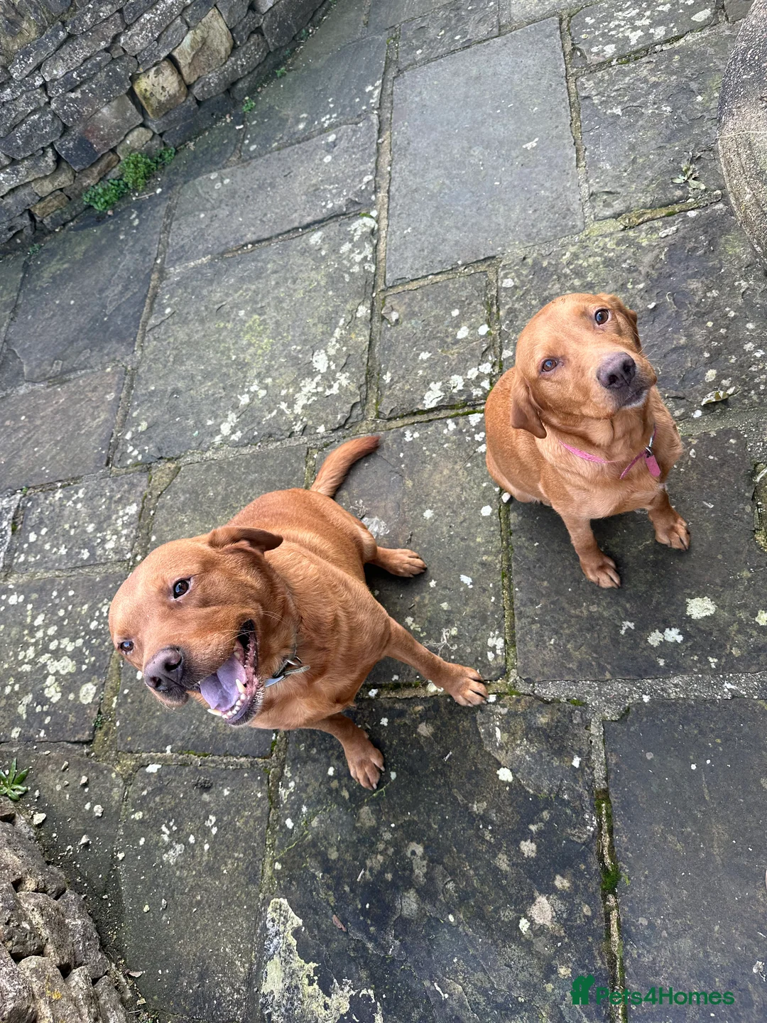 Labrador Retriever dogs for sale: KC Registered Fox Red Labrador Puppies  in Chipping Campden - Advert 3