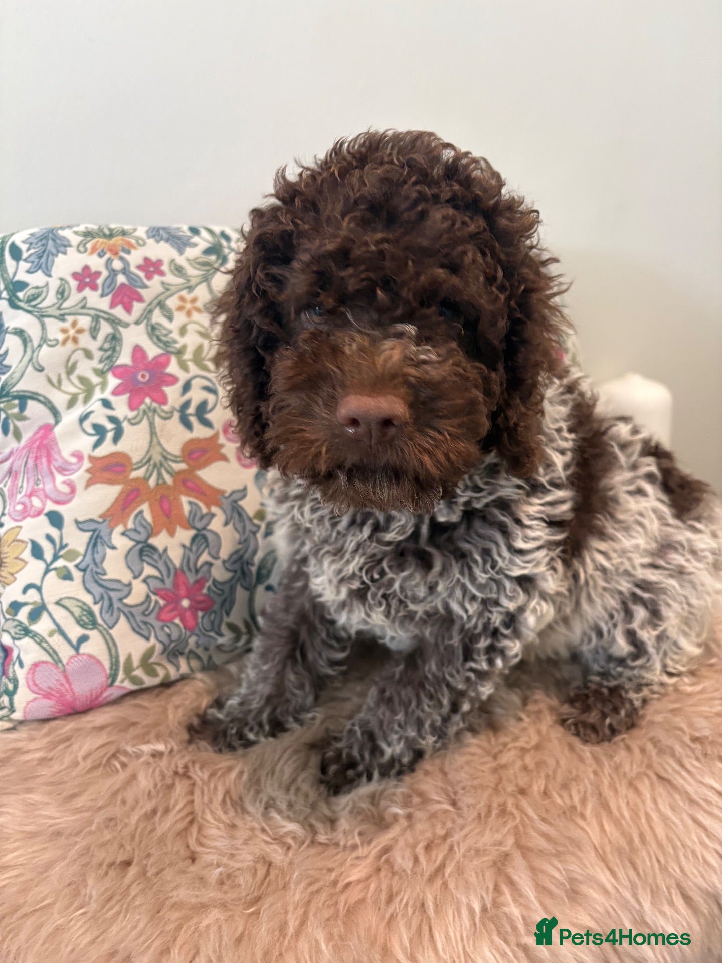 Lagotto Romagnolo dogs Lagotto Romagnolo puppies - Advert 1