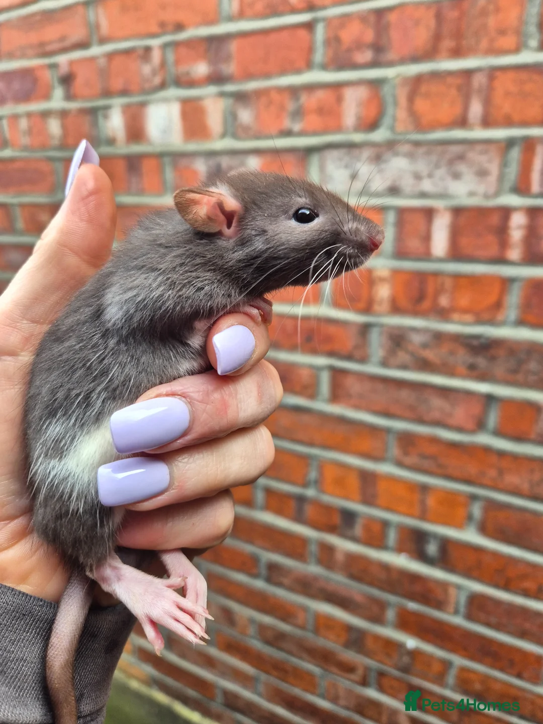 Rat rodents for sale: Male and female rats - Advert 2