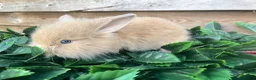 Mini Lion Lop rabbits for sale: Gorgeous Mini lion lops  - Advert 7