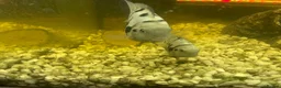 Cichlids fish for sale: Convict cichlids baby / breading pairs - Advert 4
