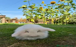 English rabbits for sale: Hand raised English bunny’s  - Image 4