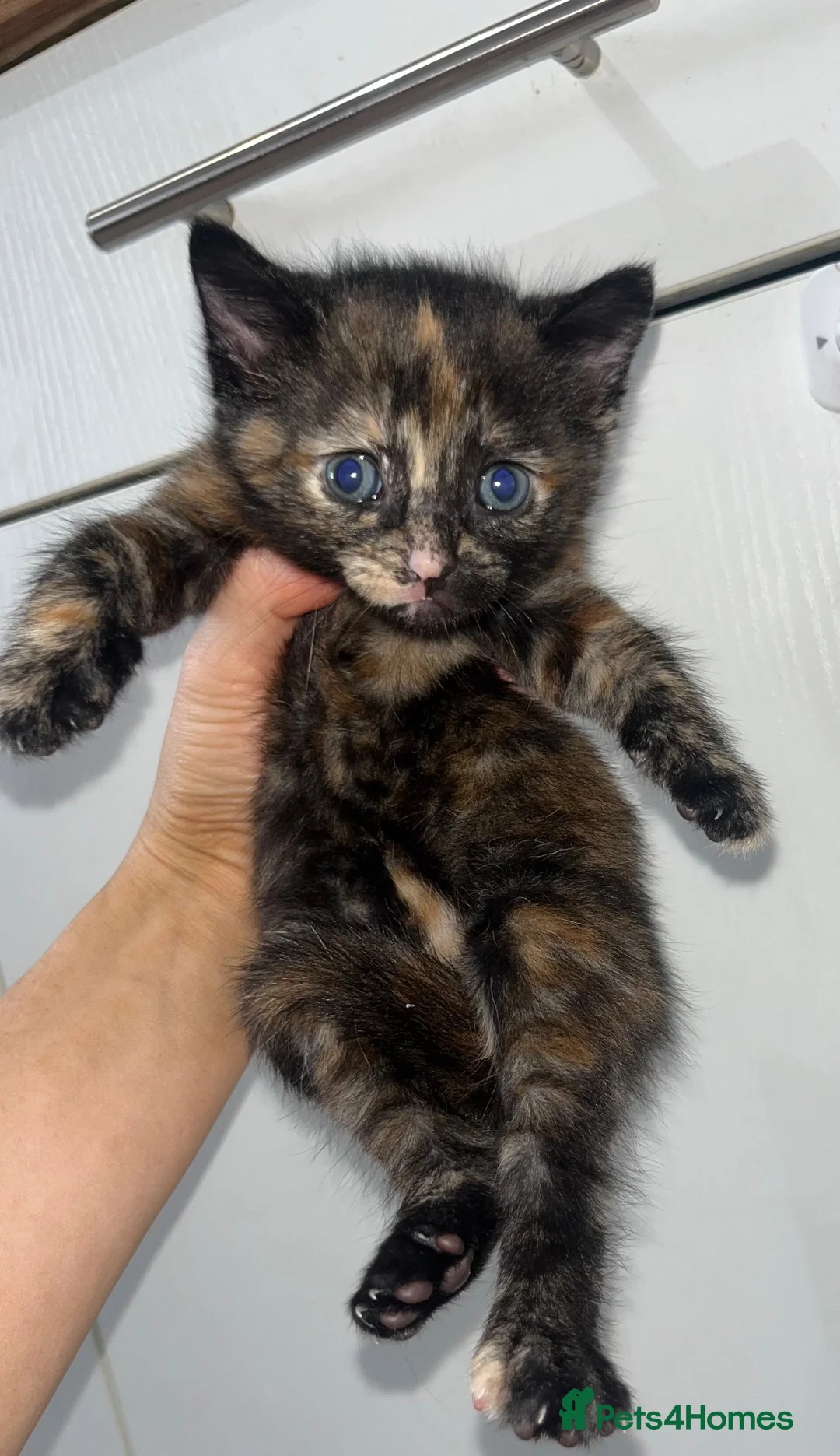 Mixed Breed cats for sale: Half main coon - Advert 2