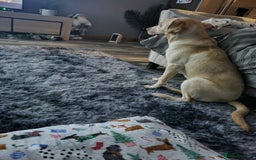 Labrador Retriever dogs for sale: Amazing Labrador retriever  - Image 2