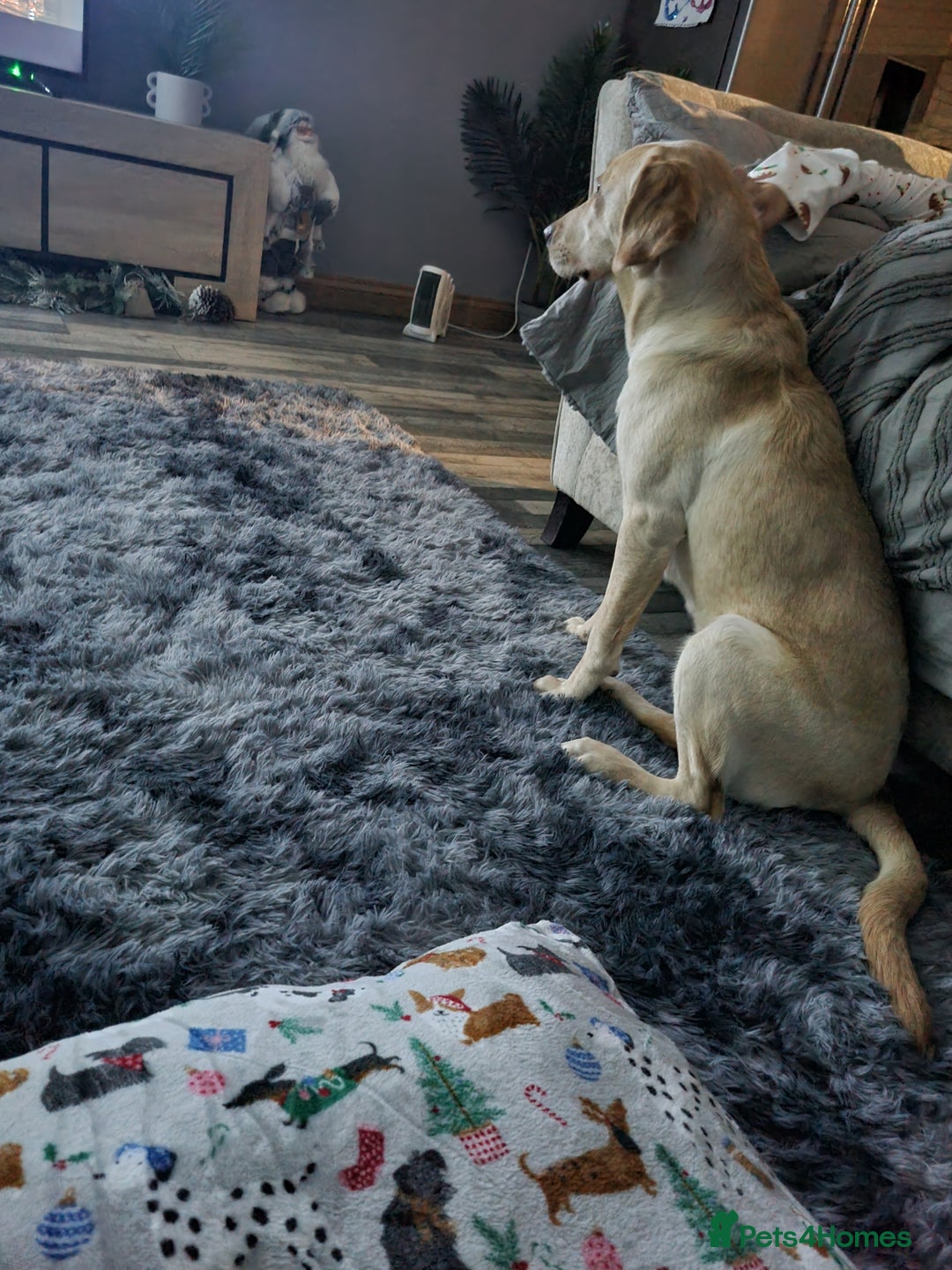 Labrador Retriever dogs for sale: Amazing Labrador retriever  - Image 2