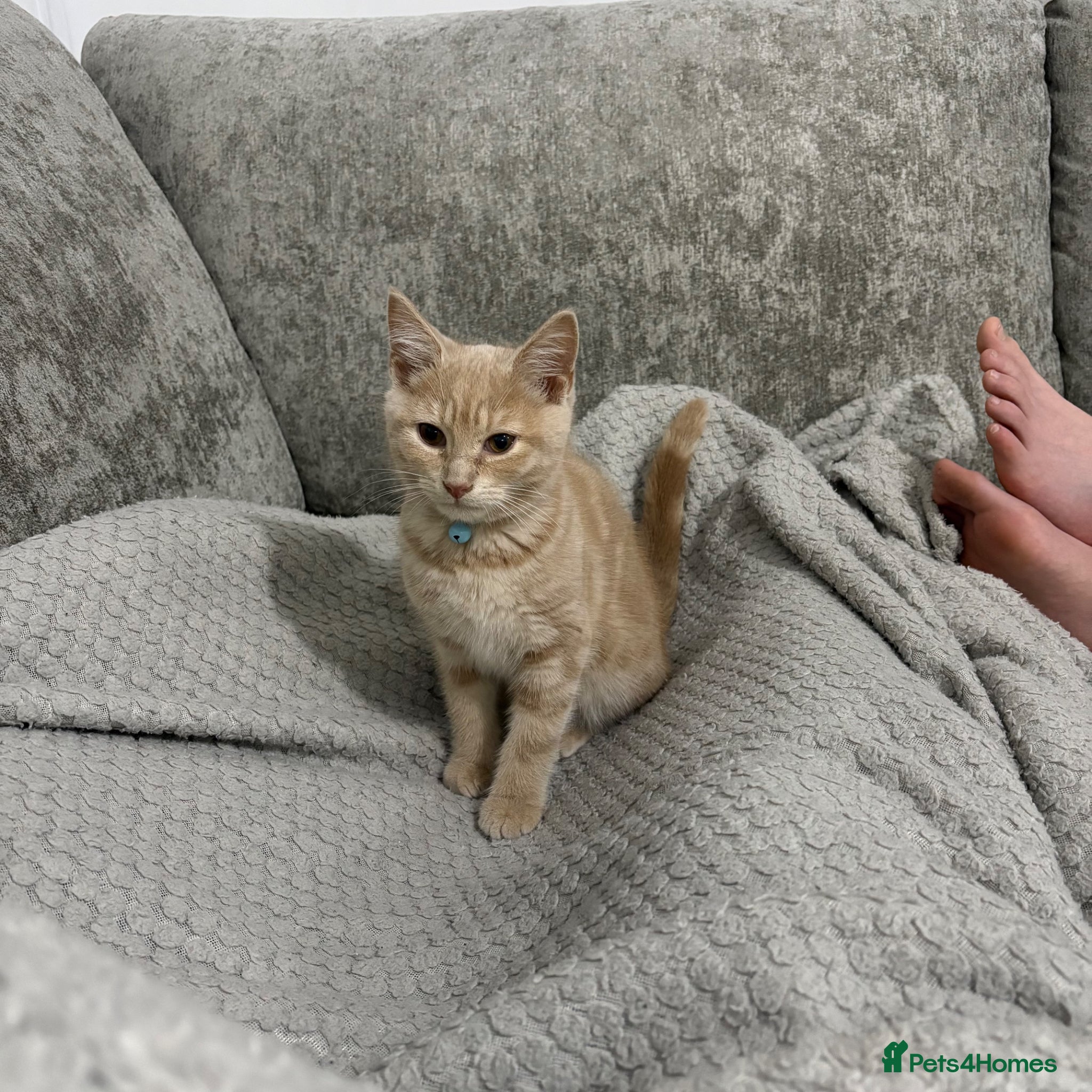 Mixed Breed cats Handsome beige boy  - Advert 2