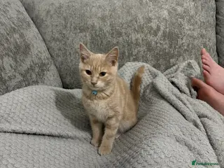 Mixed Breed cats Handsome beige boy - Advert 2