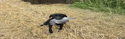 Labrador Retriever dogs for sale: Extensively Health Tested Labrador Puppies - Advert 2