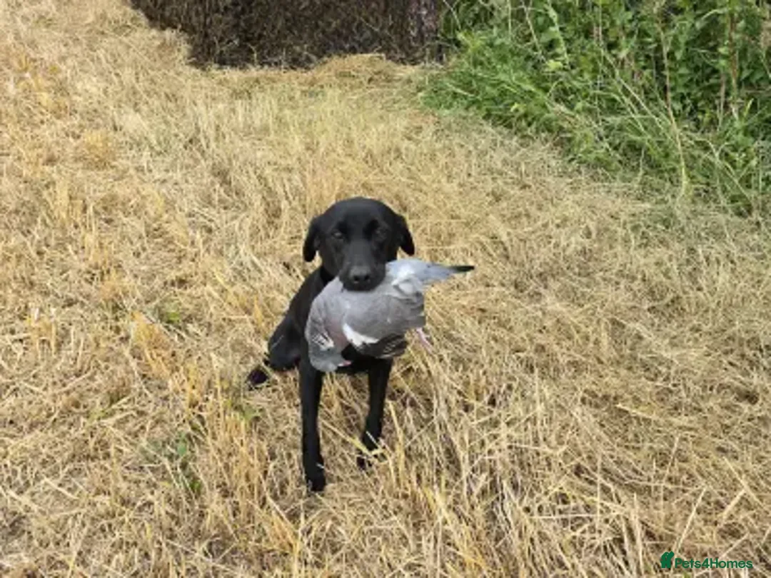 Labrador Retriever dogs for sale: Extensively Health Tested Labrador Puppies - Advert 2