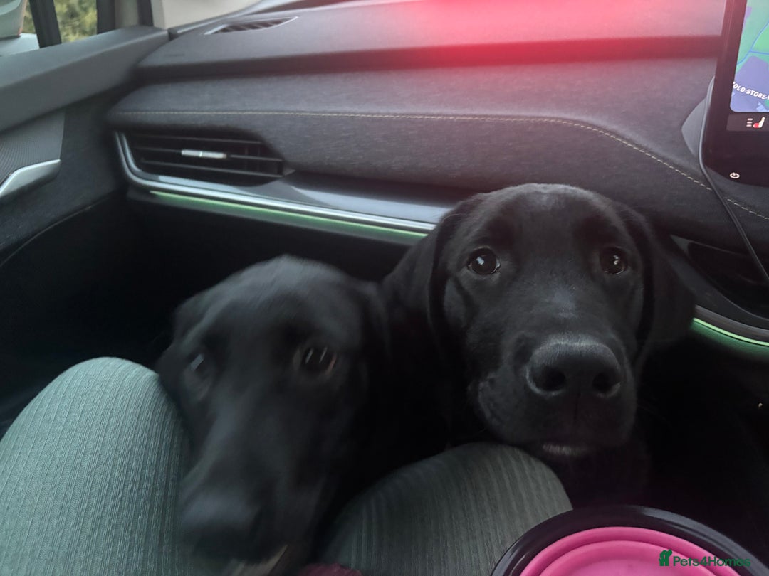 Labrador Retriever dogs for sale: labrador retriever - Advert 15