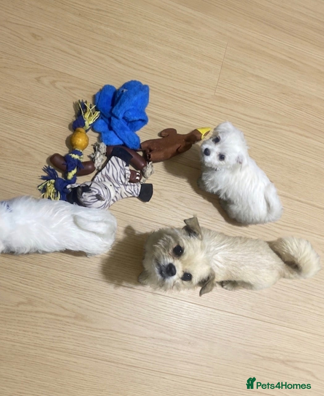 Mixed Breed dogs for sale: Adorable Malshi puppies  - Advert 1