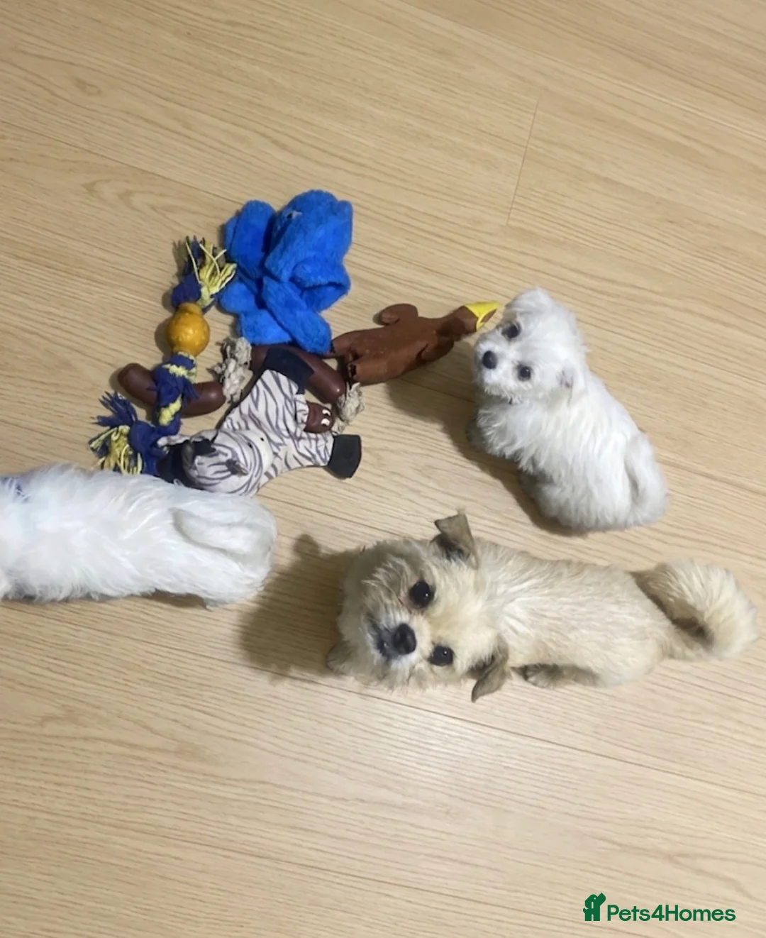 Mixed Breed dogs for sale: Adorable Malshi puppies  - Advert 1