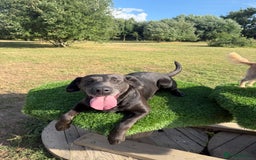 Labrador Retriever dogs for sale: 2 Labrador Ladies!  - Image 4