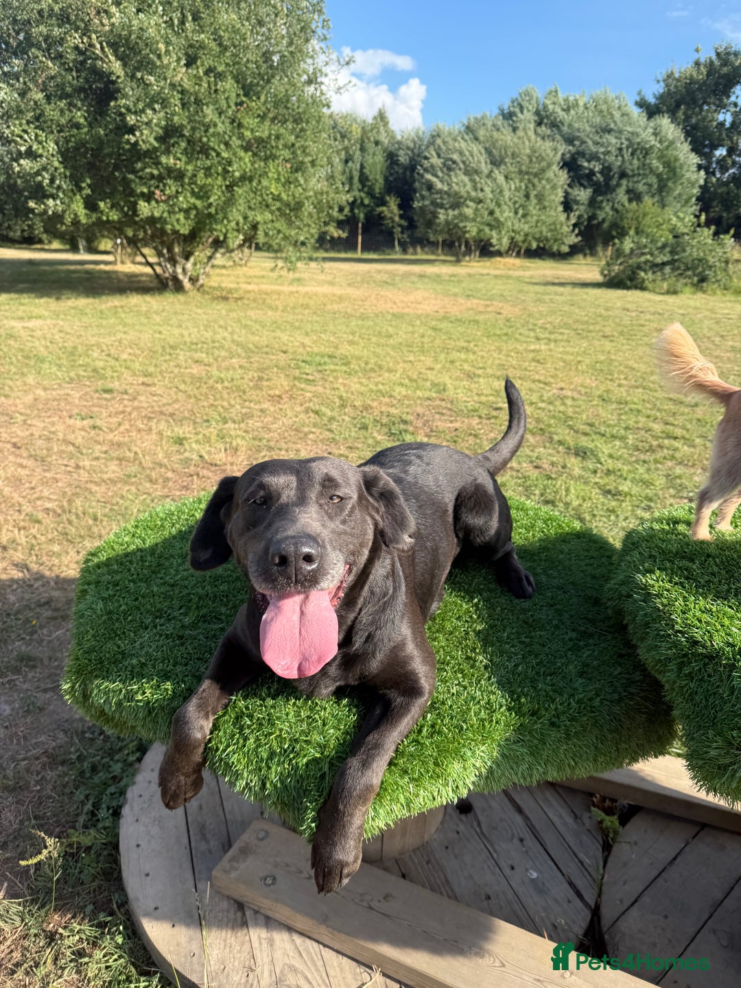 Labrador Retriever dogs for sale: 2 Labrador Ladies!  - Image 4