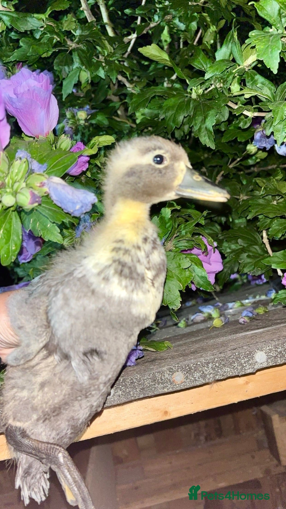 Ducks poultry Call Ducklings - 6 weeks old ready now - Advert 1