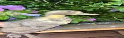 Ducks poultry for sale: Call Ducklings - 6 weeks old ready now - Advert 1