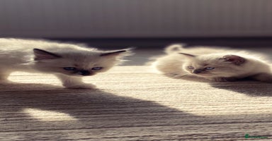 Ragdoll cats - Advert 2