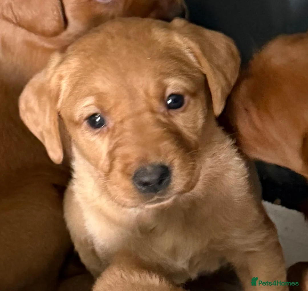 Labrador Retriever dogs for sale: Fox ref Labrador  - Advert 2