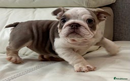 English Bulldog dogs for sale: English Bulldog Puppy 2 - English Bulldog puppies boys & girls - Image 12