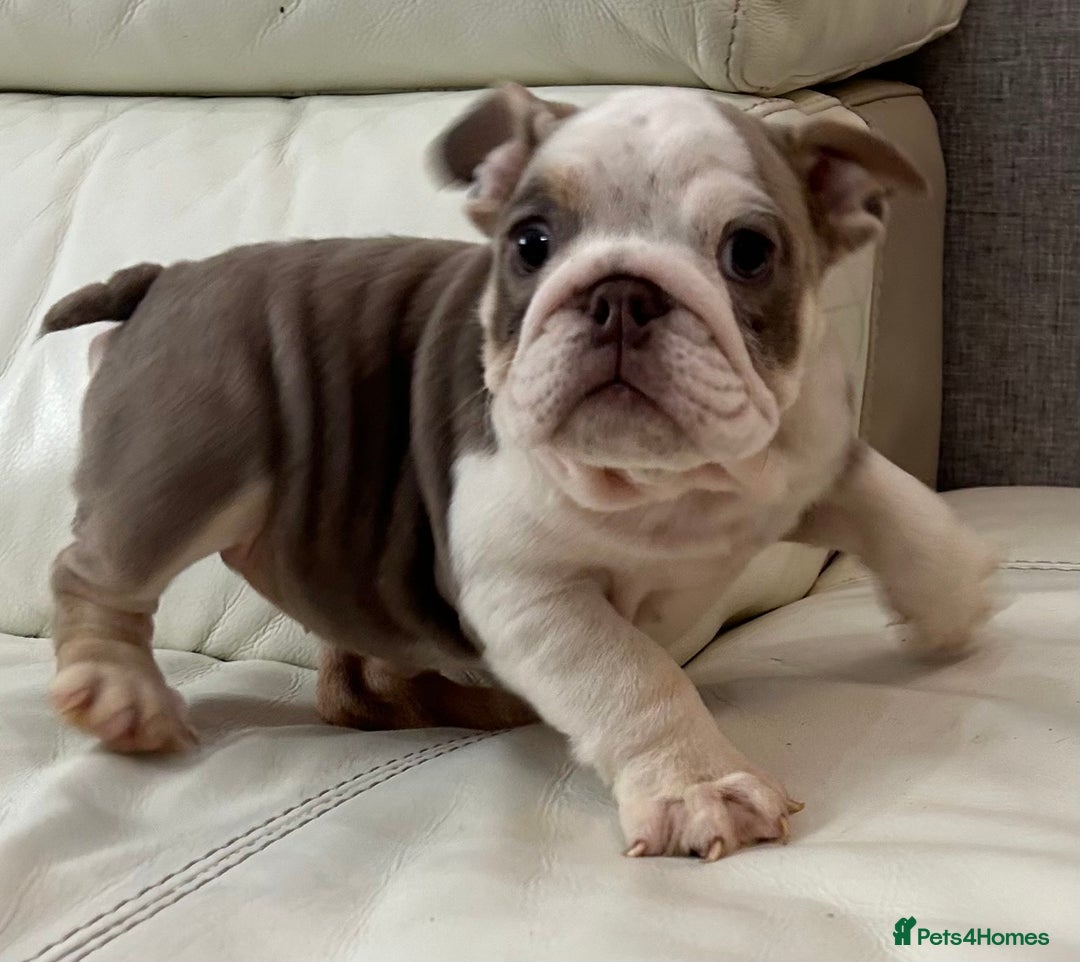 English Bulldog dogs for sale: English Bulldog Puppy 2 - English Bulldog puppies boys & girls - Image 12