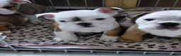 English Bulldog dogs for sale: KC registered English Bulldog pups  1 boy left - Advert 3