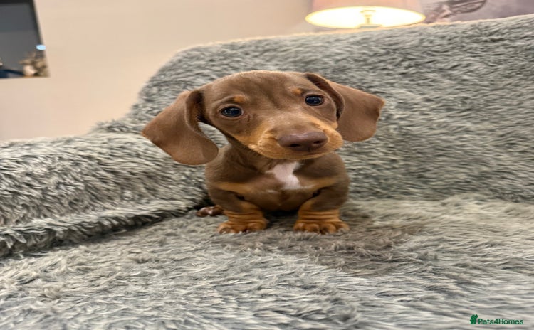 Miniature Dachshund dogs - Advert 8