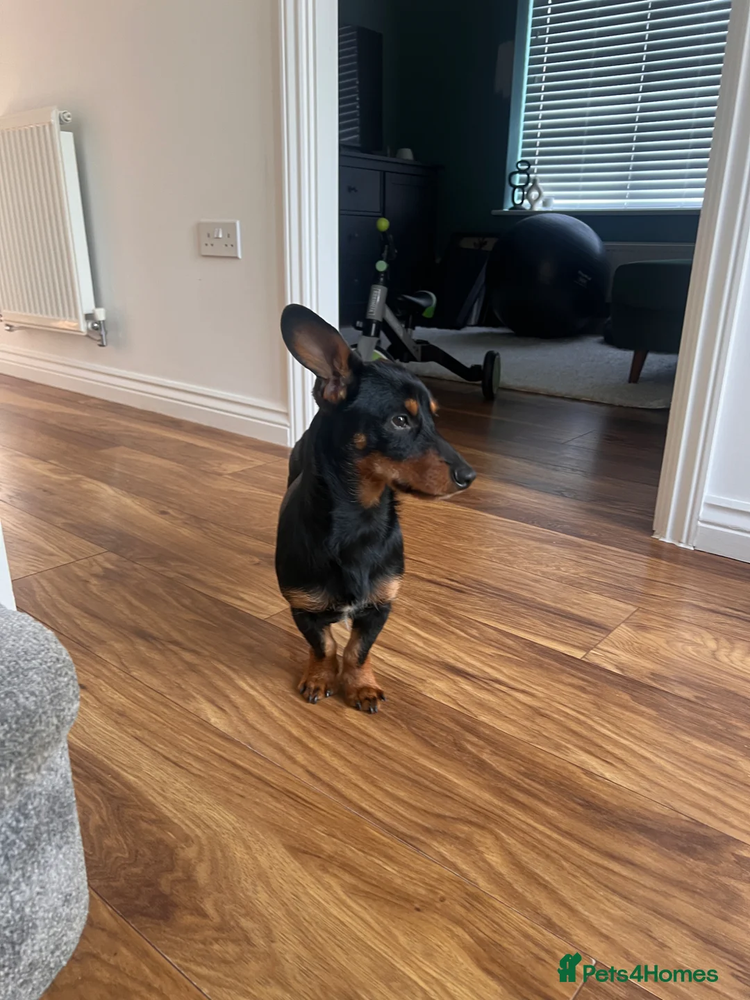 Mixed Breed dogs for sale: Dorkie boy - 8 months old - Advert 6