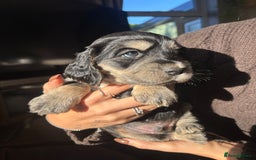 Cocker Spaniel dogs for sale: Cocker spaniels  - Image 5