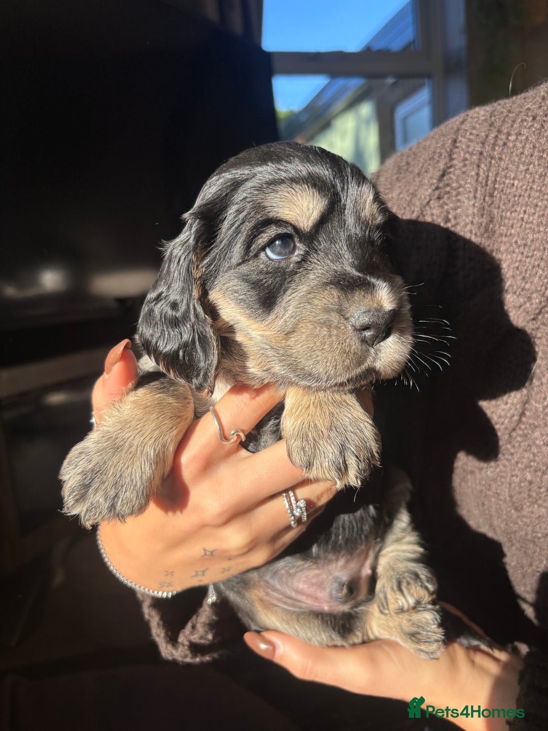 Cocker Spaniel dogs for sale: Cocker spaniels  - Image 5