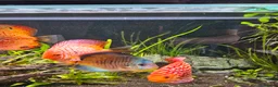 Discus fish for sale: Discus fish x 6 - Advert 7