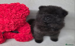 Chow Chow dogs for sale: Last Puppy – Rare Blue Chow Chow Girl🐾 - Image 28