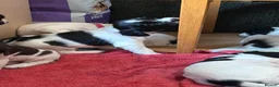 English Springer Spaniel dogs for sale: English springer spaniel pups, docked and KC reg - Advert 7