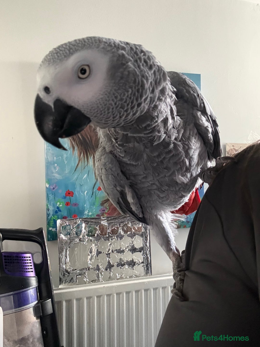 Parrots birds for sale: Very chatty African Grey parrot  - Advert 11