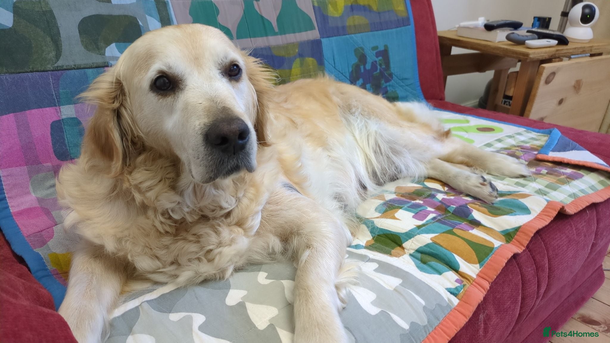 Golden Retriever dogs 8 Year old Golden Retriever  - Advert 4