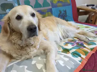 Golden Retriever dogs 8 Year old Golden Retriever - Advert 1