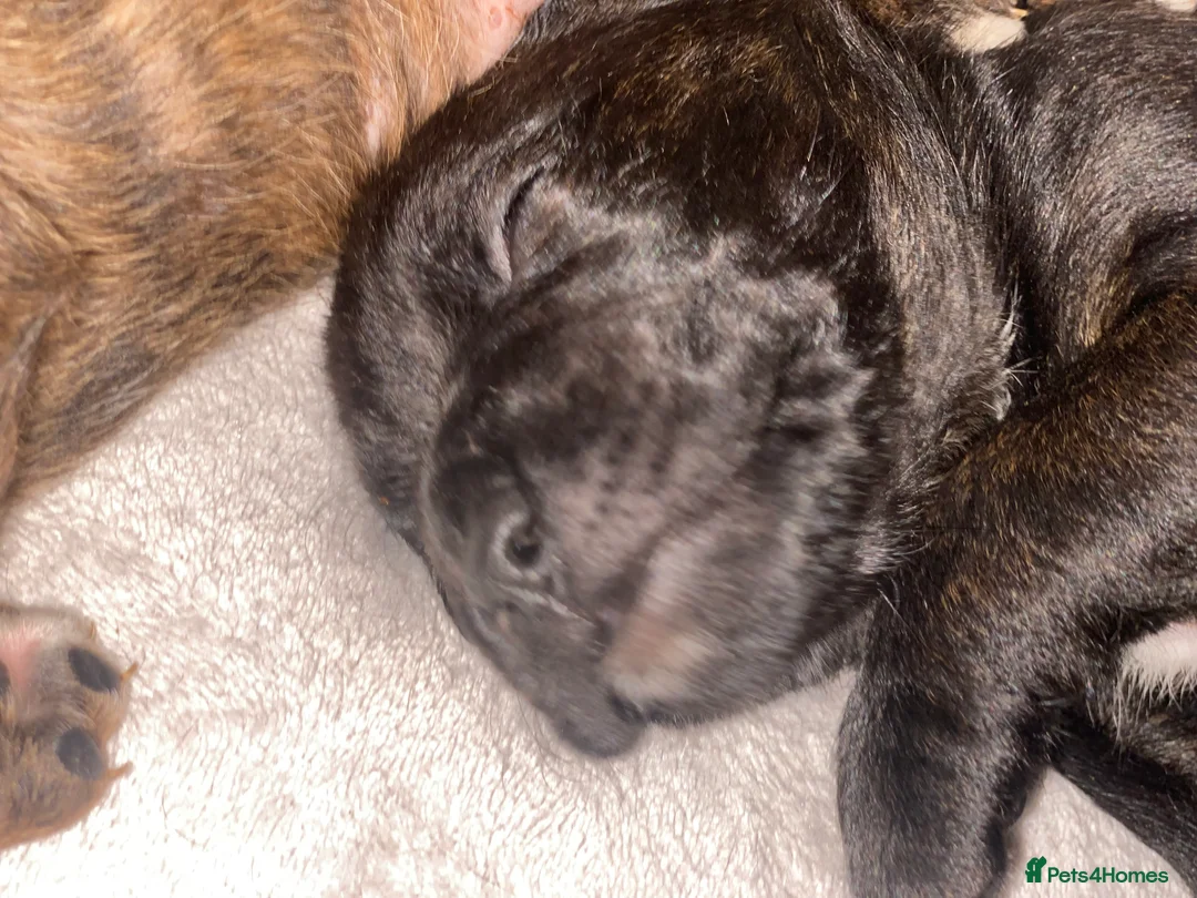 Mixed Breed dogs for sale: 🧬Kc reg mum black boxer & mini boxer pups 🤩 8wk - Advert 22
