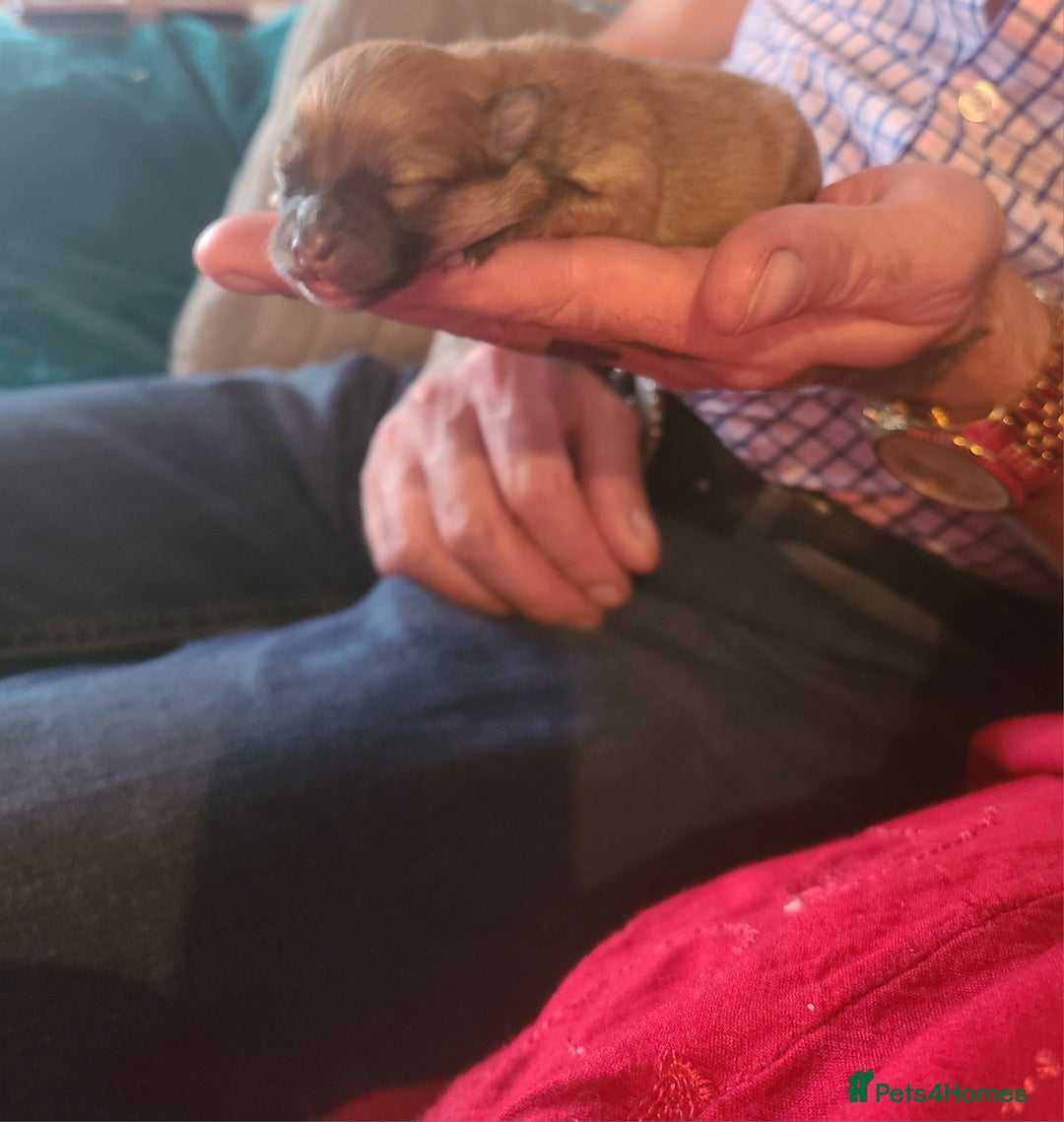 Pomeranian dogs for sale: Pomeranian puppies  - Image 11