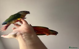 Conures birds for sale: BEAUTIFUL HAND REARED PINEAPPLE CONURES  - Image 2