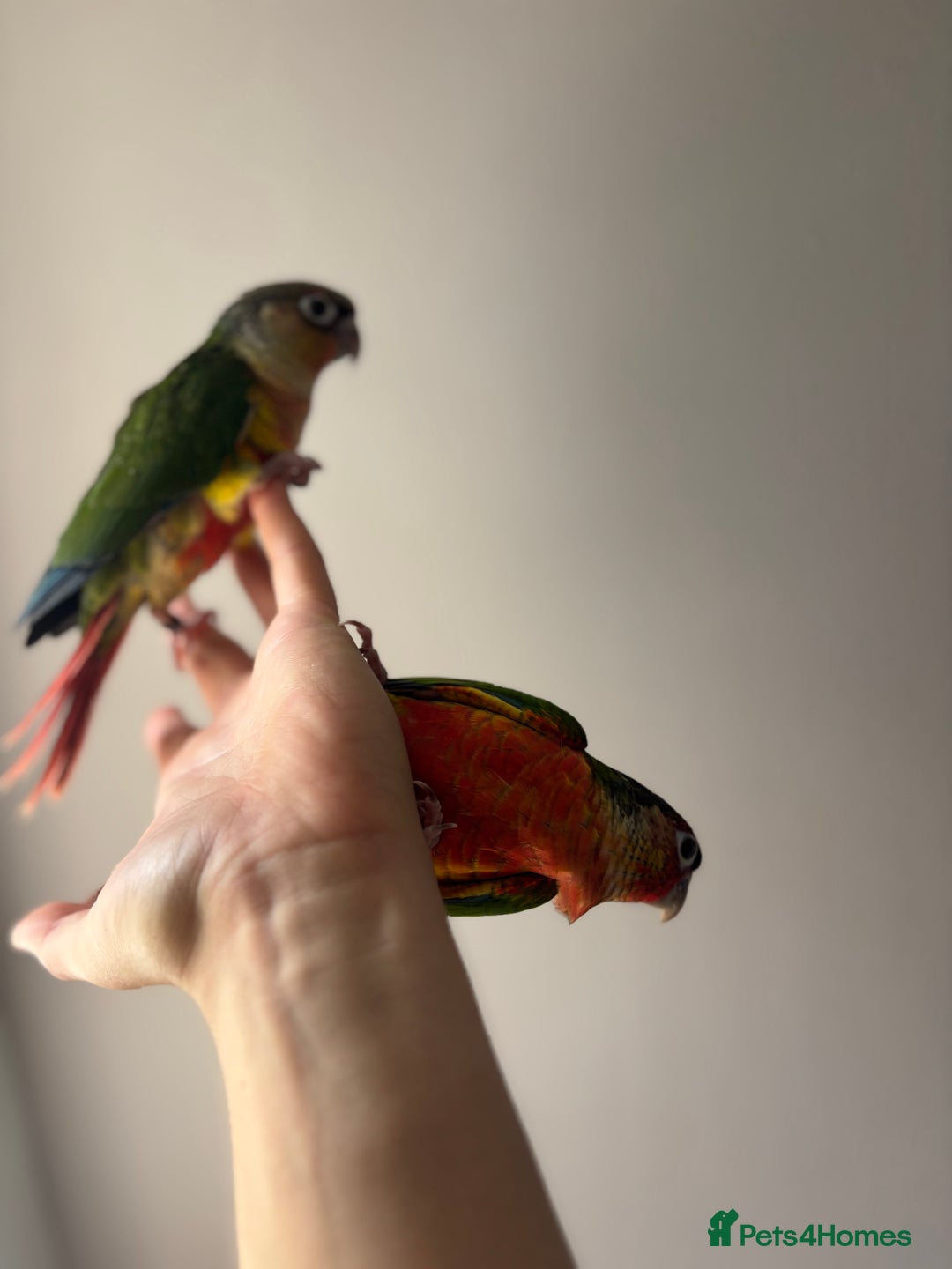 Conures birds for sale: BEAUTIFUL HAND REARED PINEAPPLE CONURES  - Image 2