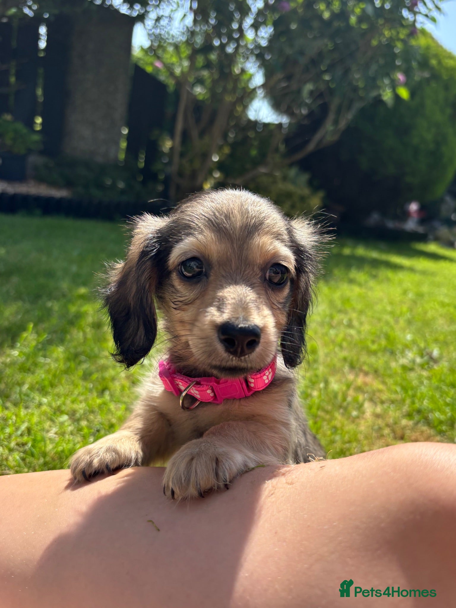 Miniature Dachshund dogs Beautiful Long-Haired Miniature Dachshund Puppies - Advert 3
